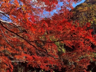 紅葉ハイキング(大阪)